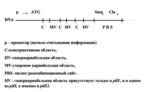 orta-2383