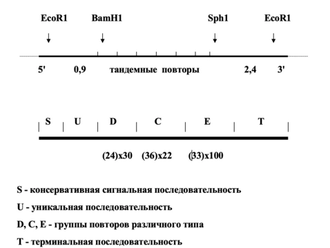 orta-2385