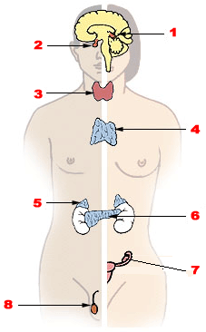 Endokrin xəstəliklər