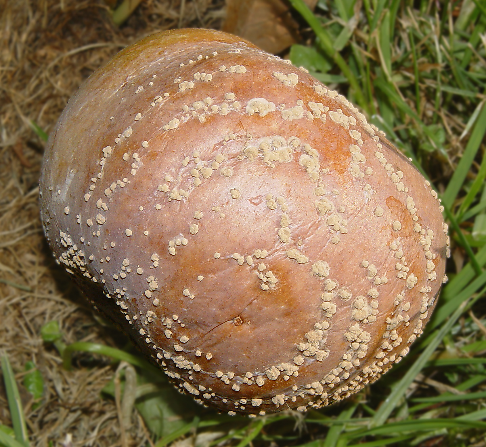 Monilioz
